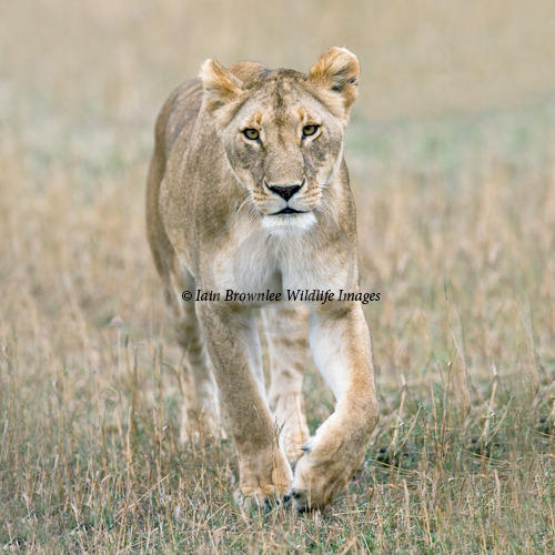 Lion - Masai Mara Kenya