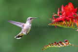 Rufus Hummingbird