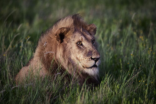 Male Lion at first light