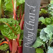 Ruby-Chard plant marker