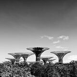 Singapore Supertrees