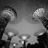 Singapore Supertrees #1