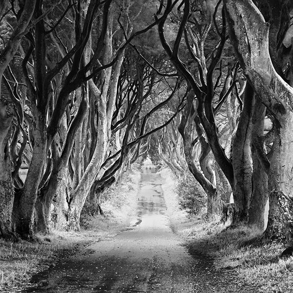 The Dark Hedges