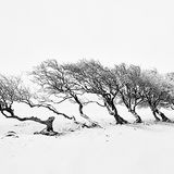 Nannerch Trees