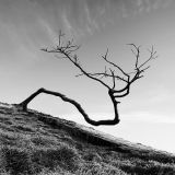 Twisted Tree
