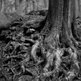 Beech Tree Roots, Padley Gorge
