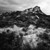 White Grass & Dark Heather