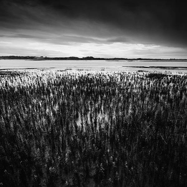 The Edge of the Saltmarsh