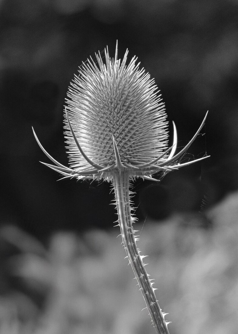 Teasel