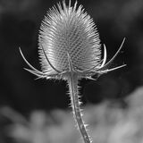 Teasel