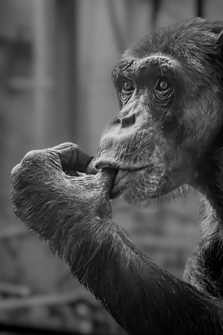 Chimp Lost in Thought