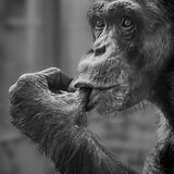 Chimp Lost in Thought