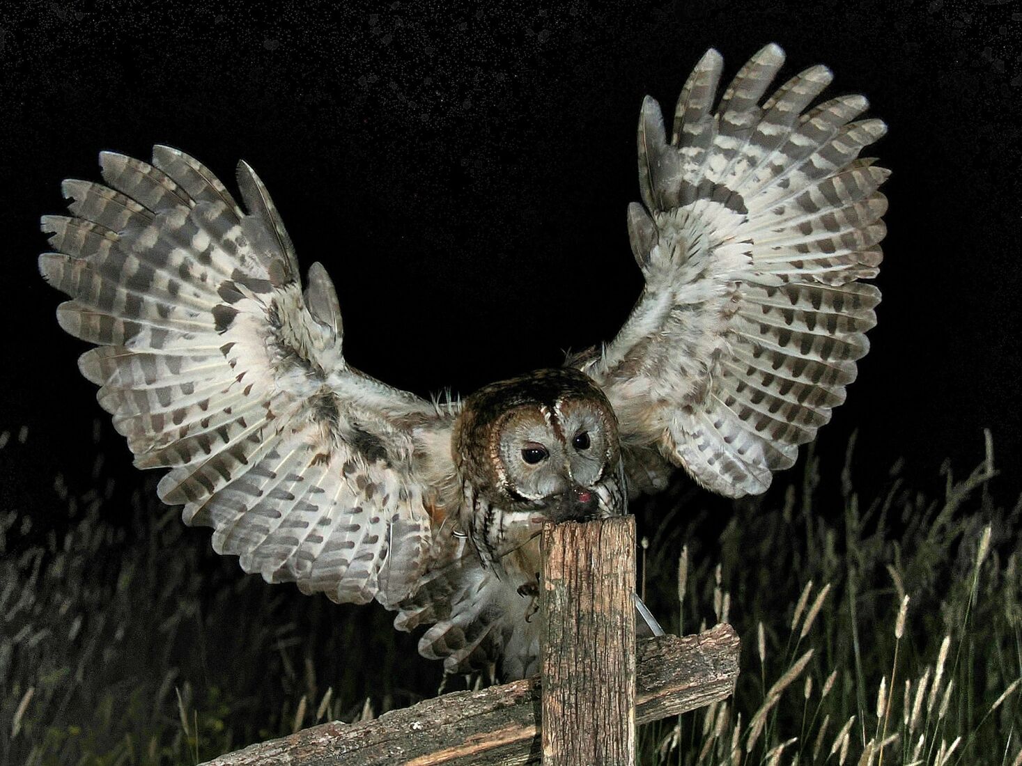 Tawny Owl