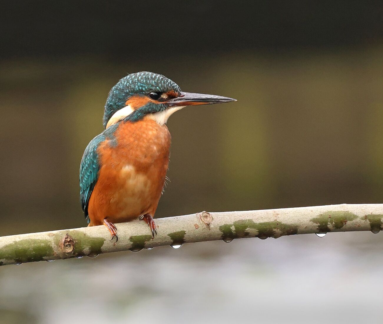 Kingfisher