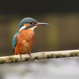 Kingfisher