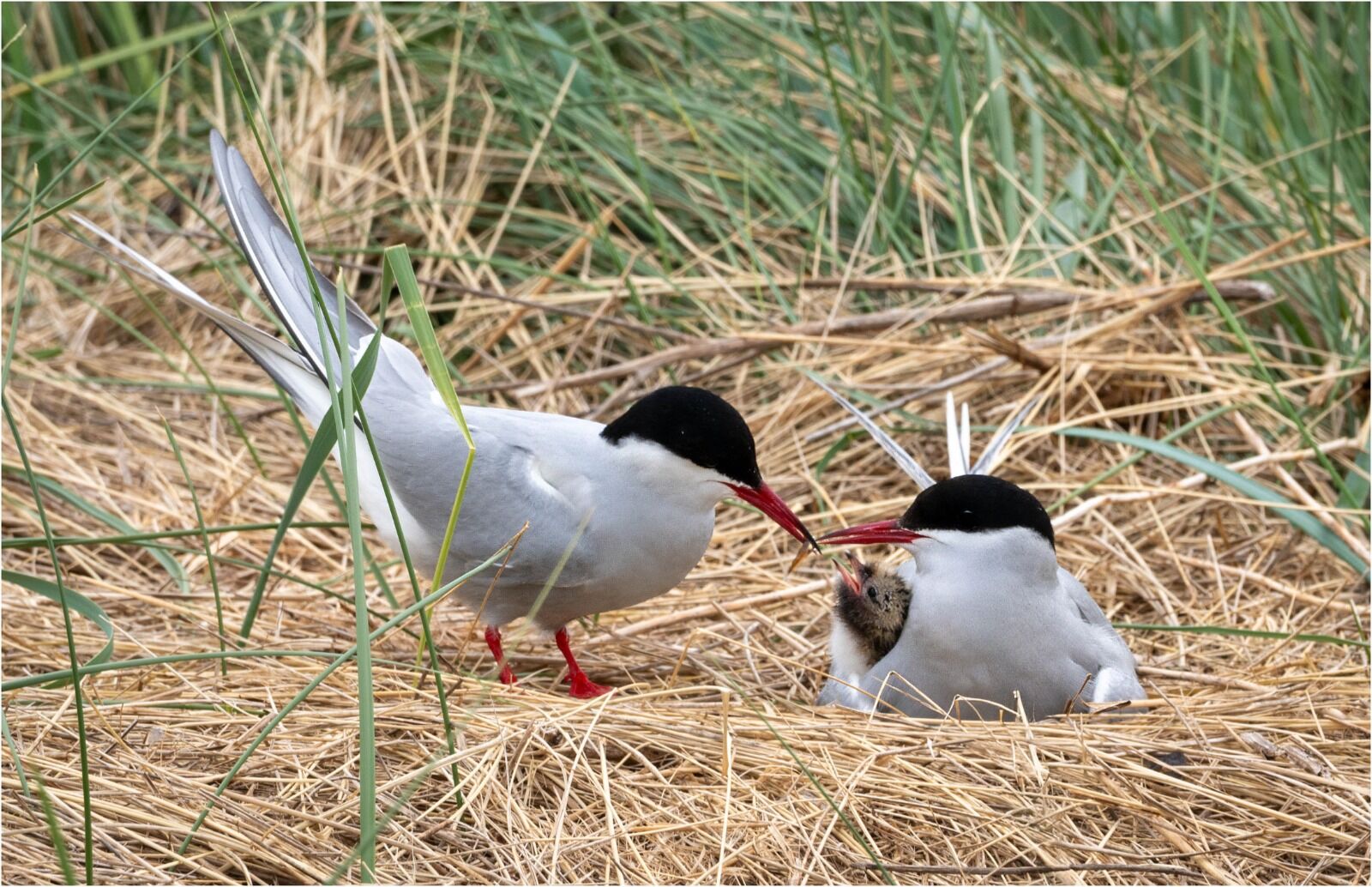 Arctic Terns Feeding Chick
