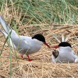 Arctic Terns Feeding Chick
