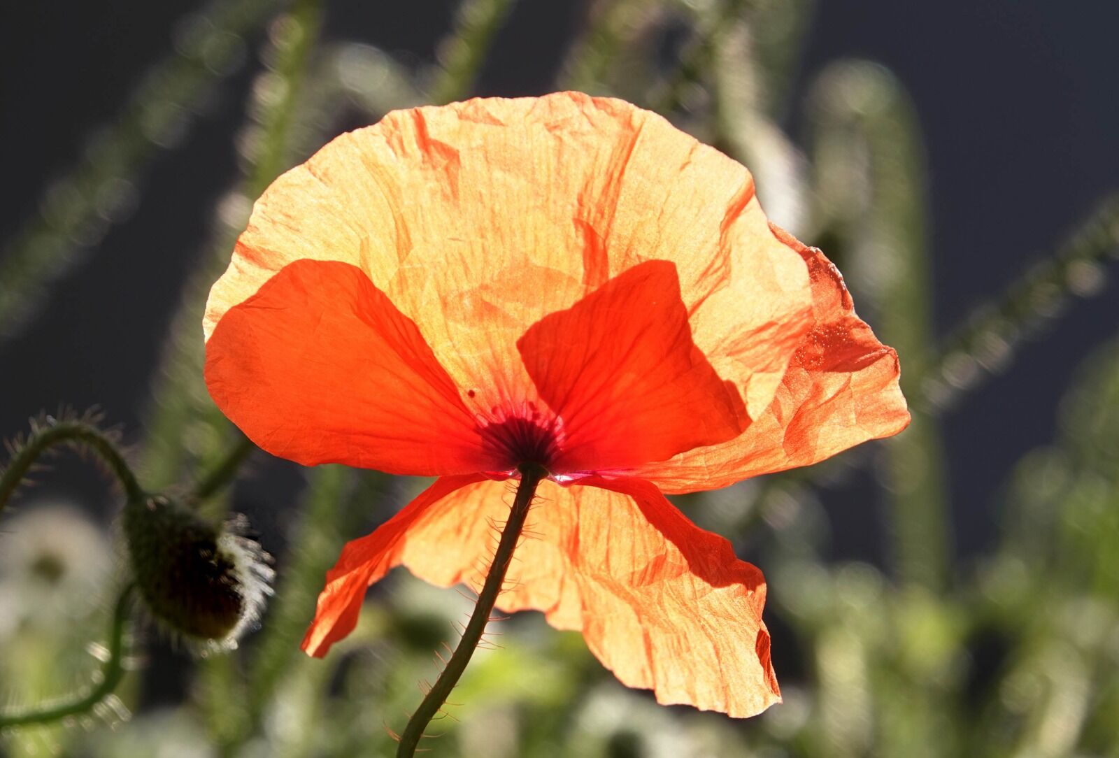 Radiant Poppy