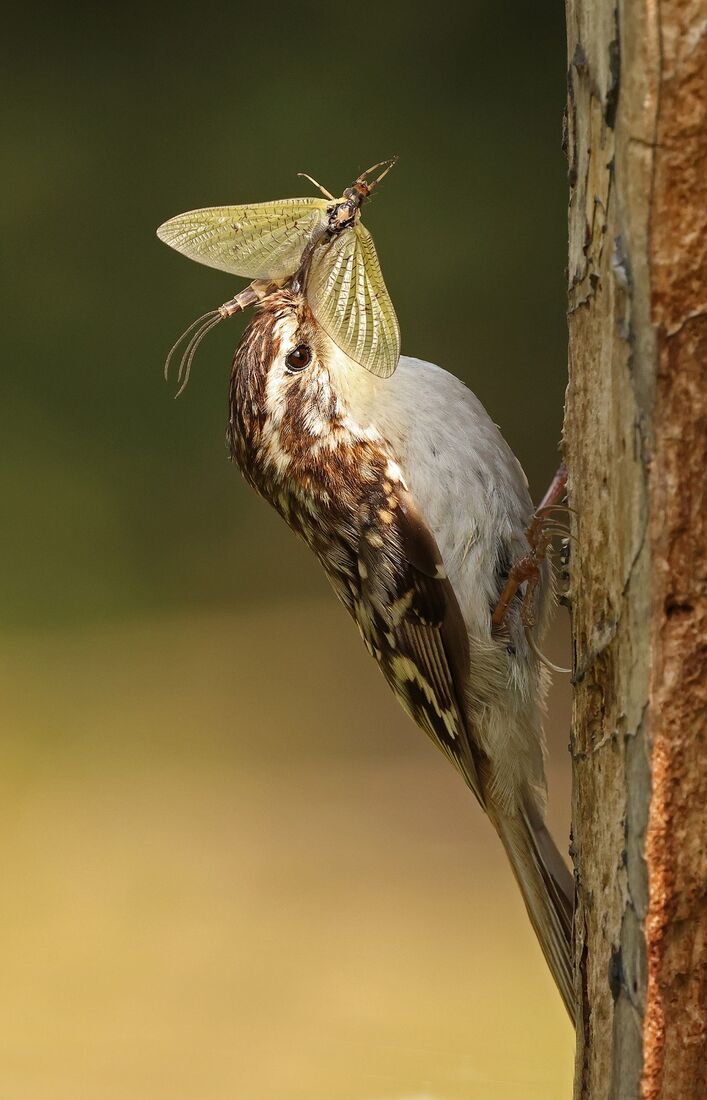 Treecreeper with Mayfly