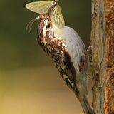 Treecreeper with Mayfly