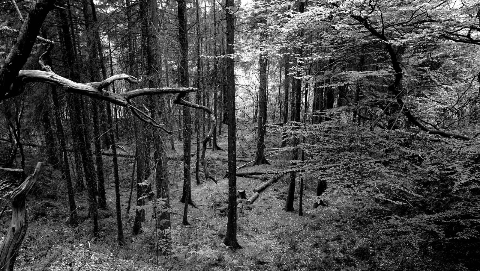 Branches, Trunks and Leaves