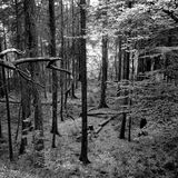 Branches, Trunks and Leaves