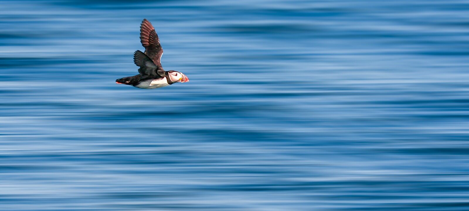 Puffin in a Hurry