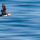 Puffin in a Hurry