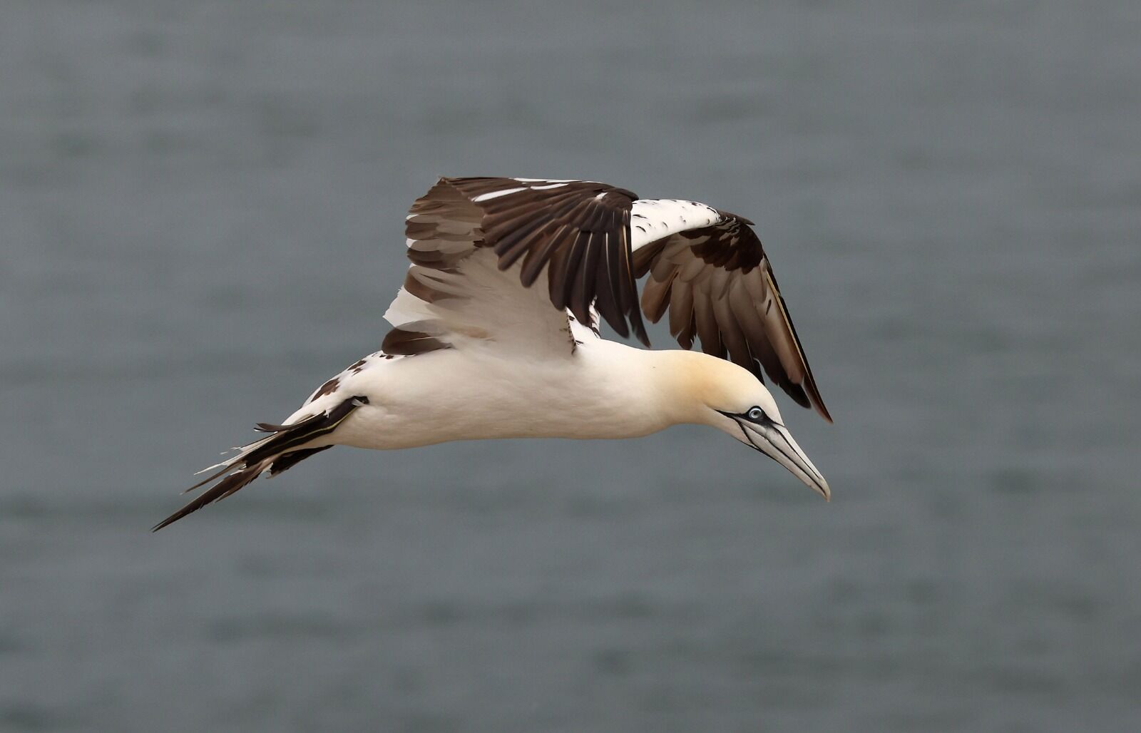 Gannet in Flight