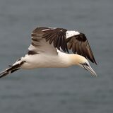 Gannet in Flight