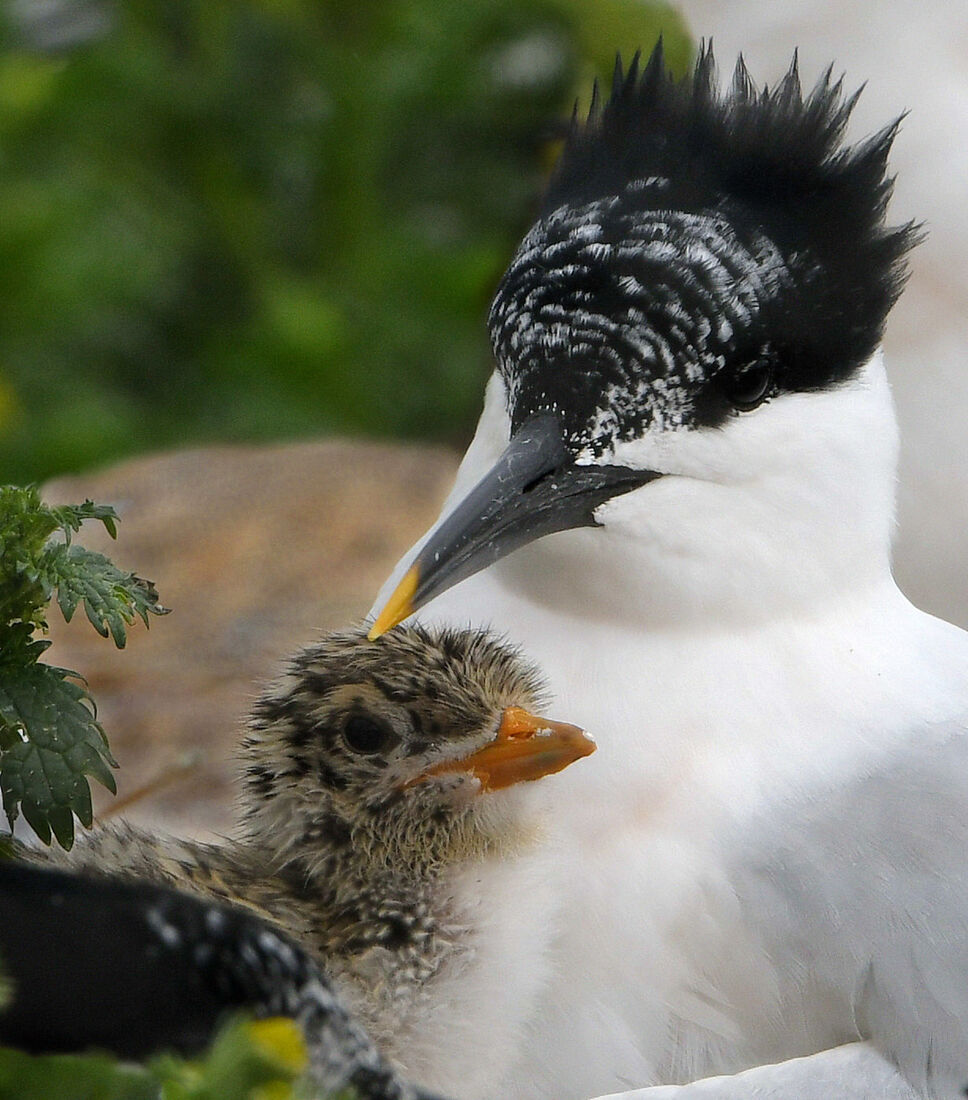 Sandwich Tern and Hatchling
