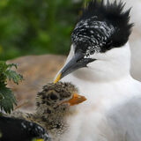 Sandwich Tern and Hatchling