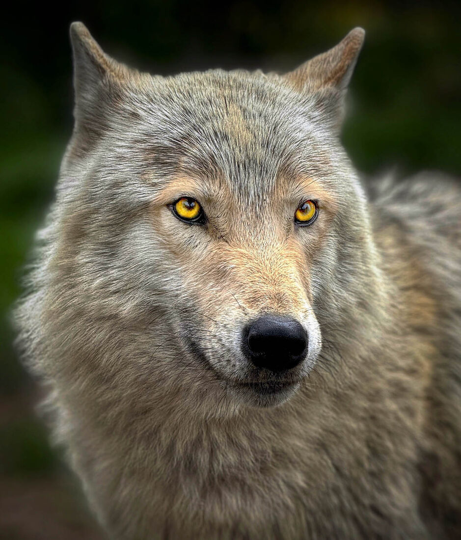 Grandma What Big Eyes You Have