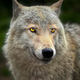 Grandma What Big Eyes You Have