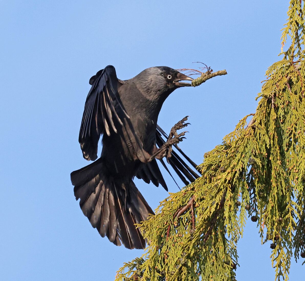 Jackdaw with Nesting Material