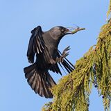 Jackdaw with Nesting Material