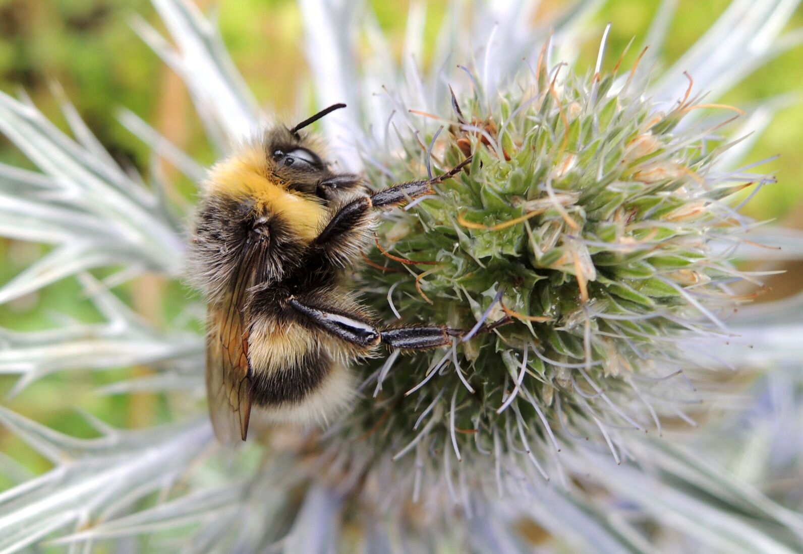 Bumble Bee on Sea Holly