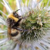 Bumble Bee on Sea Holly