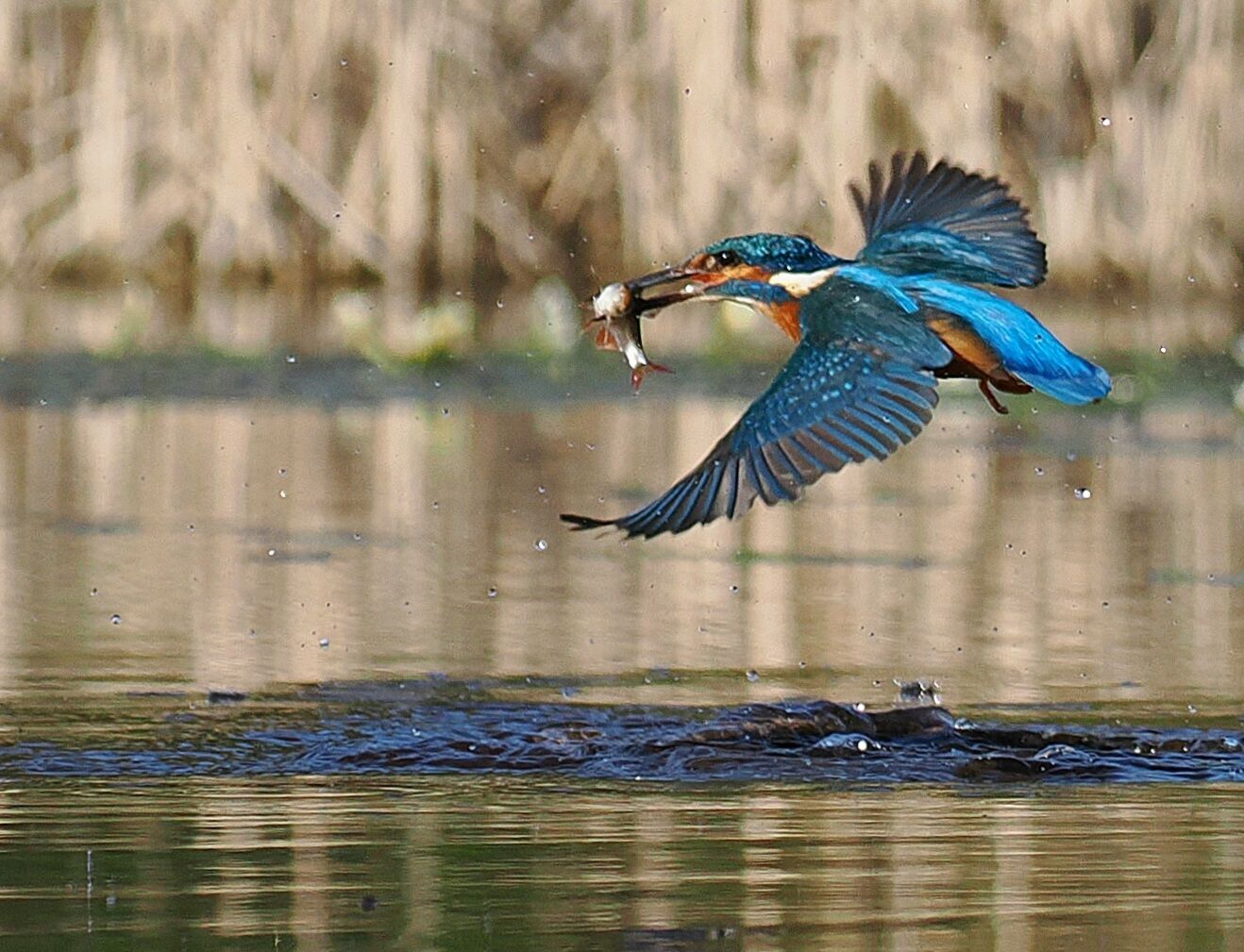 Kingfisher Catch of the Day