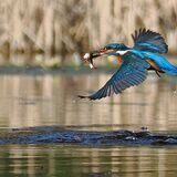 Kingfisher Catch of the Day