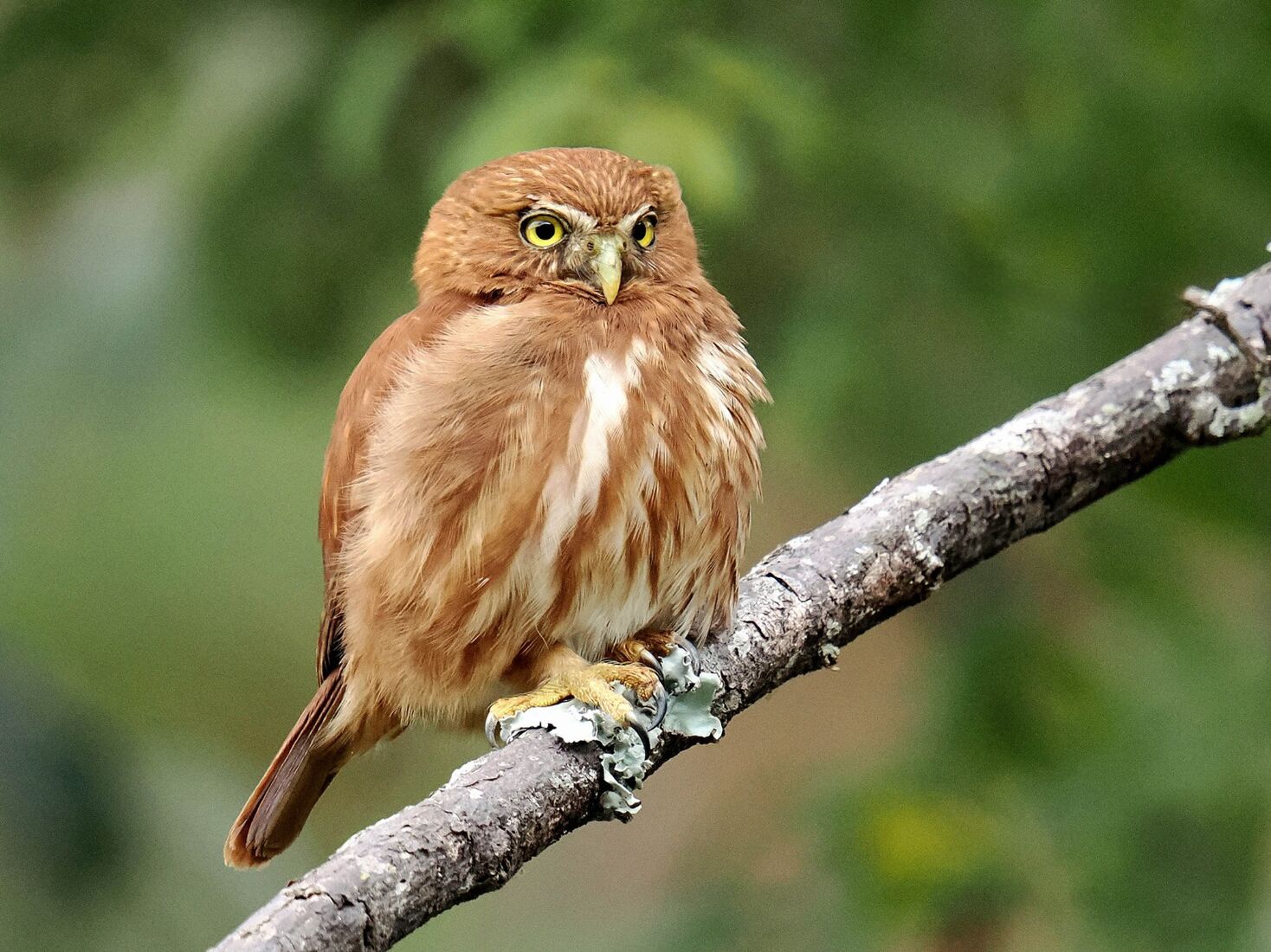 Pygmy Owl, Brazil