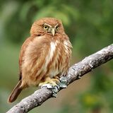 Pygmy Owl, Brazil
