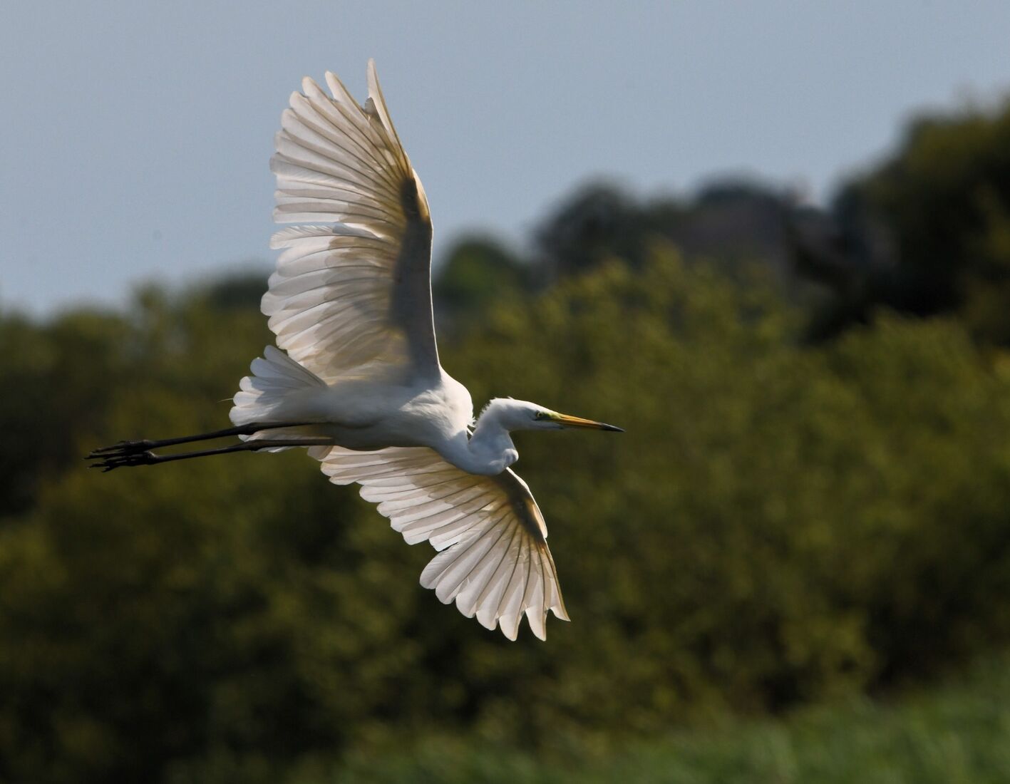 Great White Egret