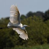 Great White Egret