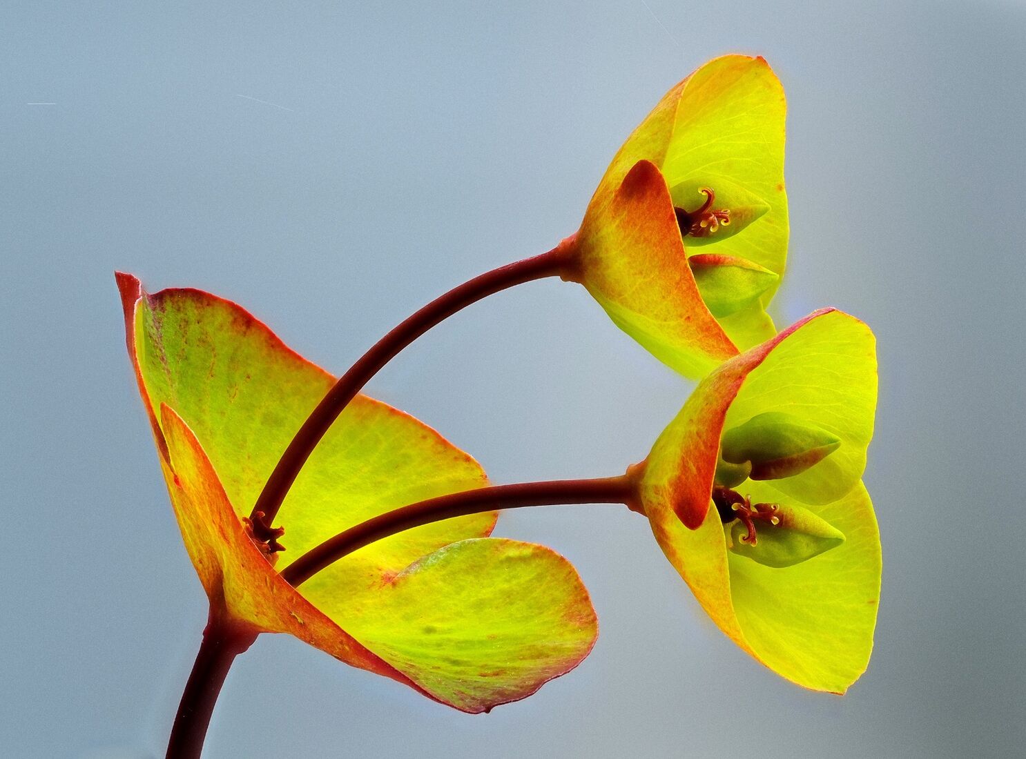 Euphorbia