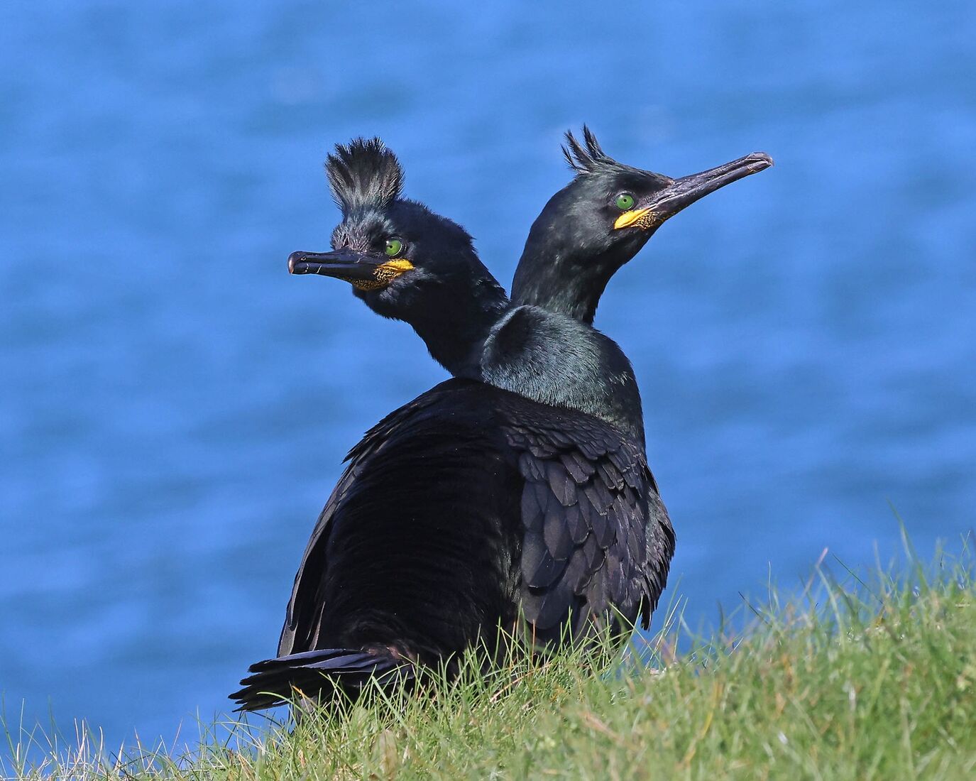 Affectionate Shags