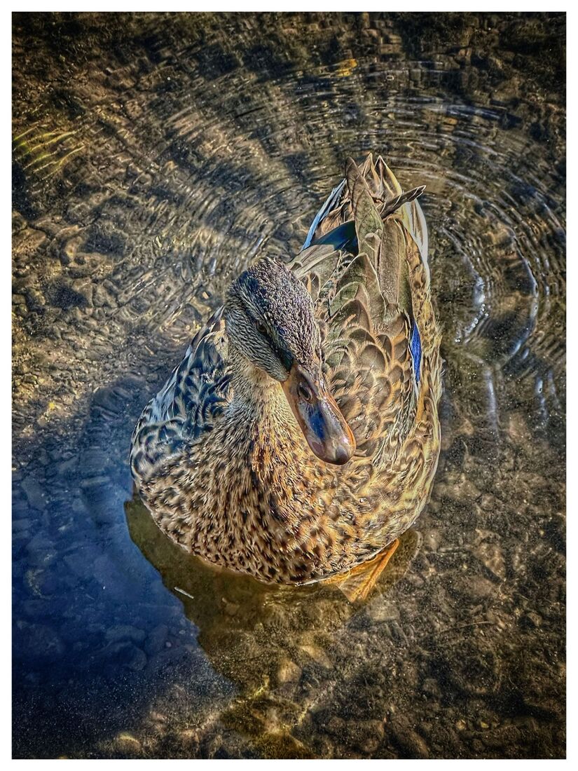 Millford Duck