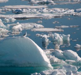 ARTIC ICEFLOW SENTINEL