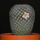 A PRICKLY PATTERN