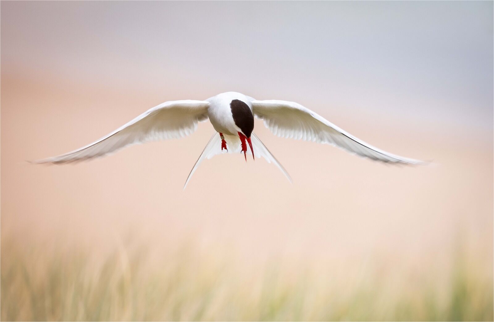 Arctic Tern